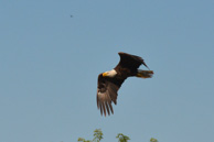 One of the Decorah eagles