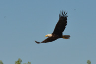 One of the Decorah eagles