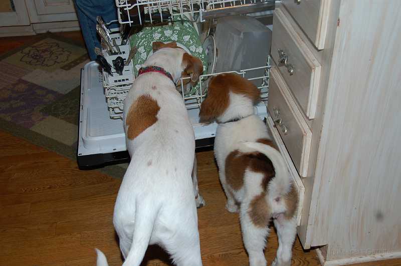 Thanksgiving_2006_019.JPG - Clyde instructs Indie in the proper way to dishwasher-dive.  Mmmm-mmm-good.