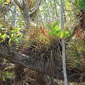 MarcoIsland2009__0025