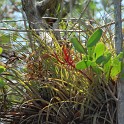 MarcoIsland2009__0026