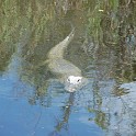 MarcoIsland2009__0033