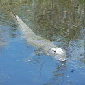 MarcoIsland2009__0034