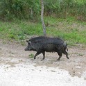 MarcoIsland2009__0040