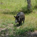 MarcoIsland2009__0050