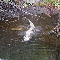 MarcoIsland2009__0078