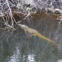 MarcoIsland2009__0080