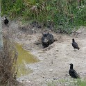 MarcoIsland2009__0083