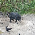 MarcoIsland2009__0084