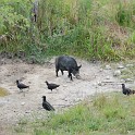 MarcoIsland2009__0085